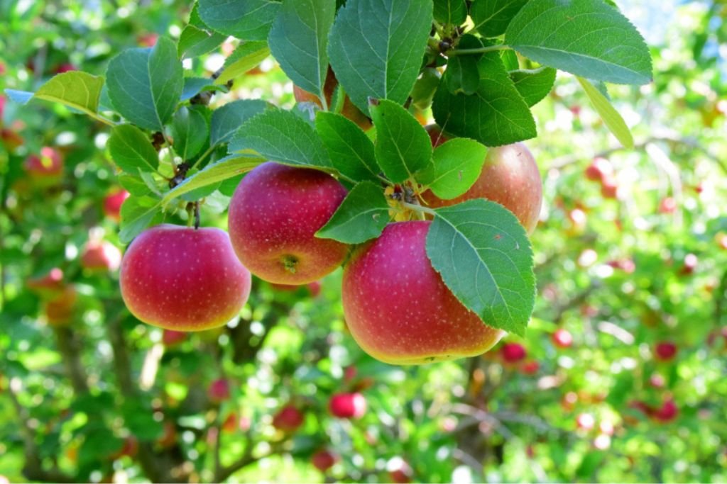 Oregon Spur Apple Plant